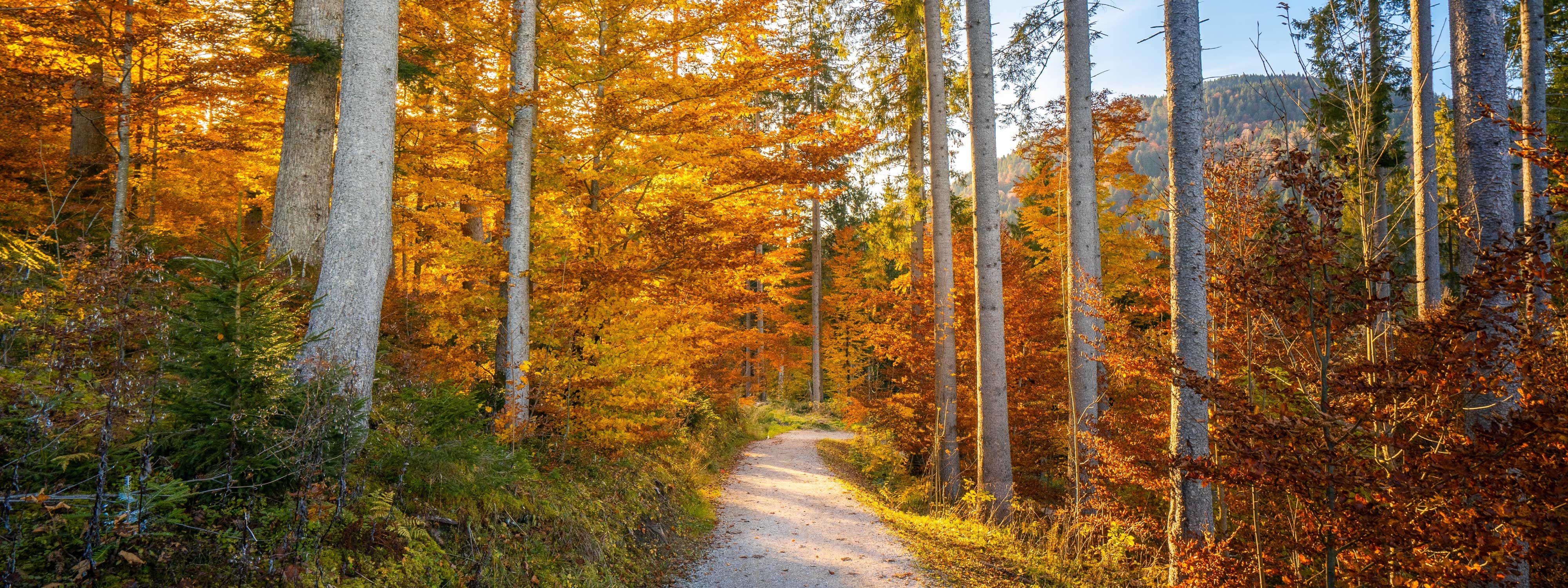 forest in autumn