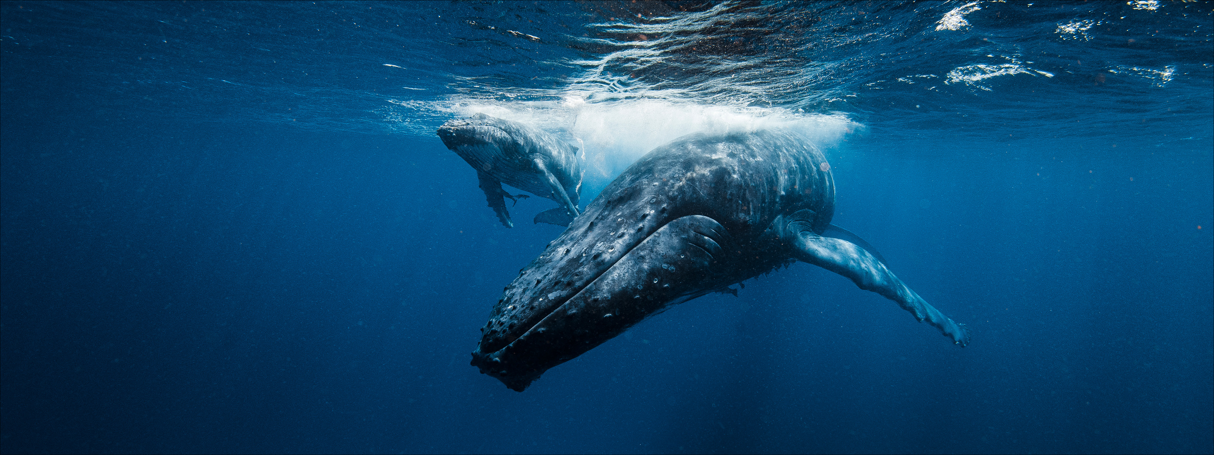 humpback whale